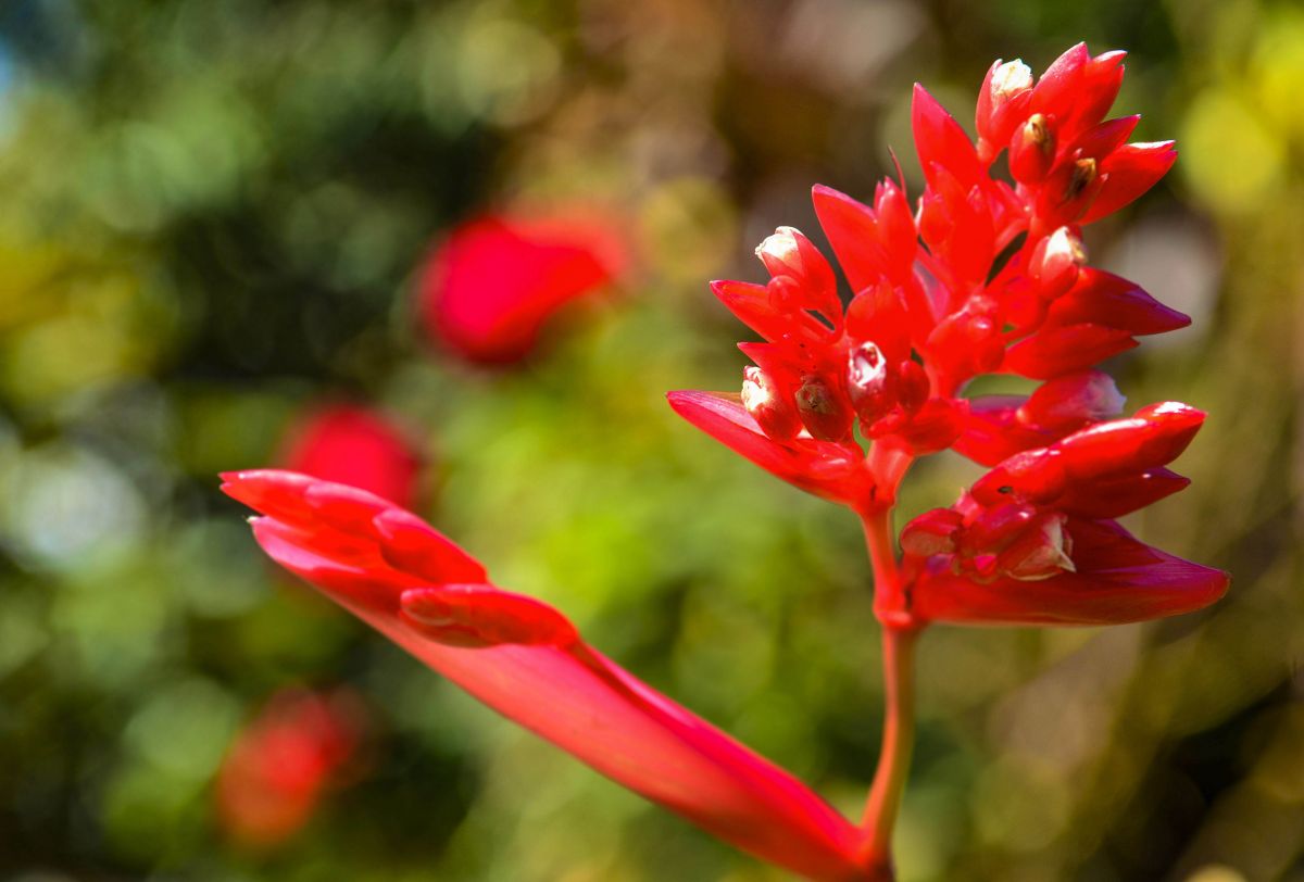 Vermelho é Vida | Lu Freitas